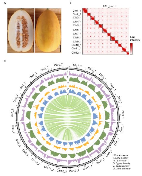 半野生型甜瓜821表型、Hi-C图谱和基因组景观图.png